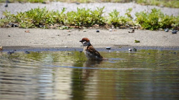 bilden föreställer Johannelundsbadet