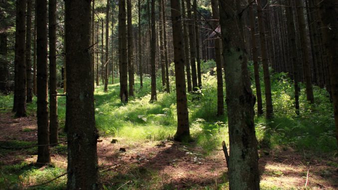 bilden föreställer KFUM Stora Rängen